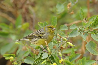 BUITEN BEELD Foto: 45866