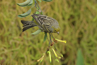 BUITEN BEELD Foto: 45867