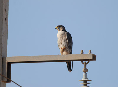 BUITEN BEELD Foto: 45875