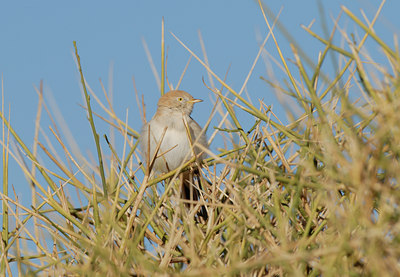 BUITEN BEELD Foto: 45886