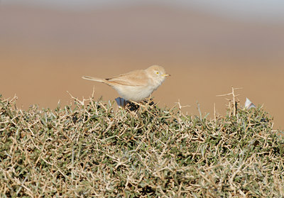 BUITEN BEELD Foto: 45887