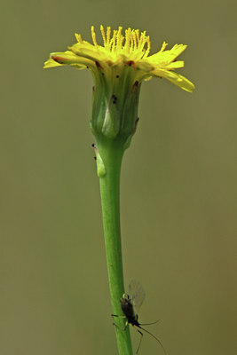 BUITEN BEELD Foto: 45902