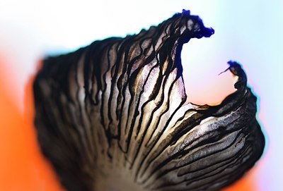BUITEN BEELD Foto: 45921