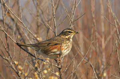BUITEN BEELD Foto: 45931
