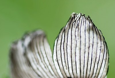 BUITEN BEELD Foto: 45938