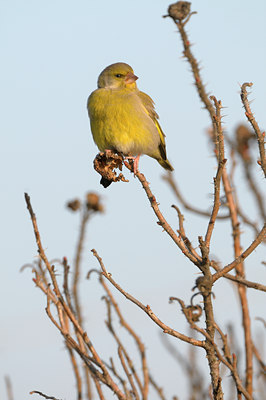 BUITEN BEELD Foto: 45943
