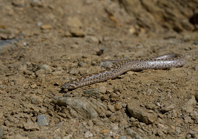 BUITEN BEELD Foto: 45948
