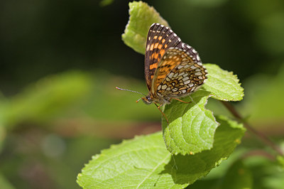 BUITEN BEELD Foto: 45971