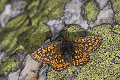 BUITEN BEELD Foto: 45980