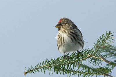 BUITEN BEELD Foto: 45982