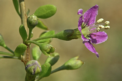 BUITEN BEELD Foto: 46020