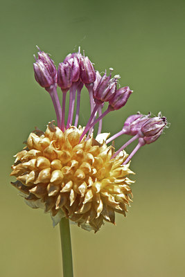BUITEN BEELD Foto: 46037