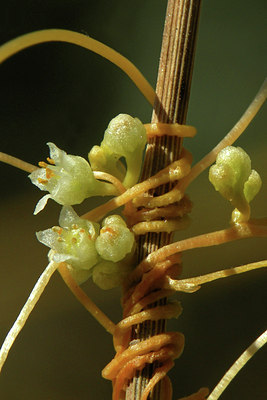 BUITEN BEELD Foto: 46040