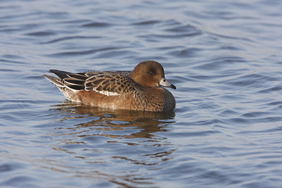 BUITEN BEELD Foto: 46072