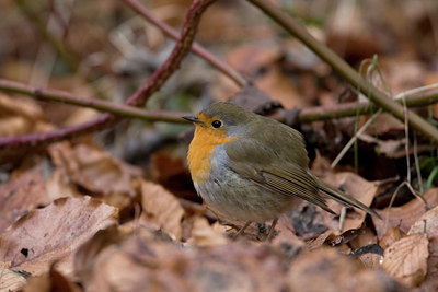 BUITEN BEELD Foto: 46075