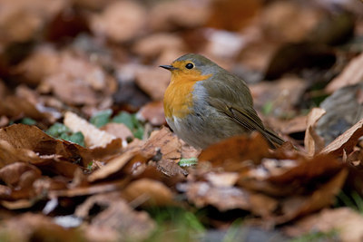 BUITEN BEELD Foto: 46076