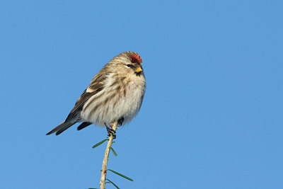 BUITEN BEELD Foto: 46097