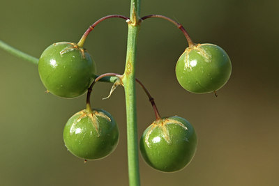 BUITEN BEELD Foto: 46123