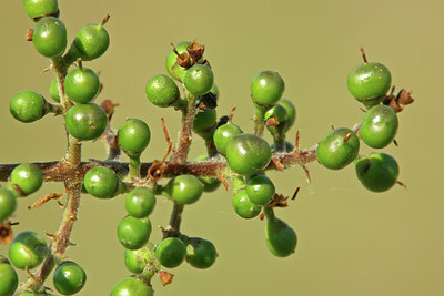 BUITEN BEELD Foto: 46124