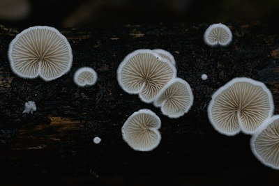 BUITEN BEELD Foto: 46131