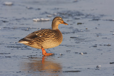 BUITEN BEELD Foto: 46147
