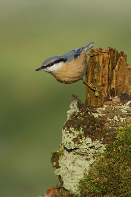 BUITEN BEELD Foto: 46150