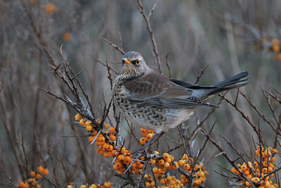 BUITEN BEELD Foto: 46156