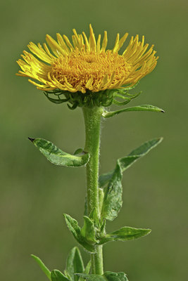 BUITEN BEELD Foto: 46160