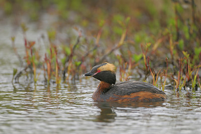 BUITEN BEELD Foto: 46183
