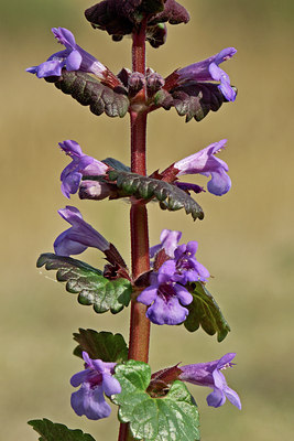 BUITEN BEELD Foto: 46220