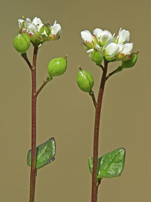 BUITEN BEELD Foto: 46224
