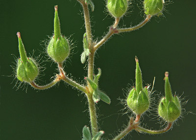 BUITEN BEELD Foto: 46250