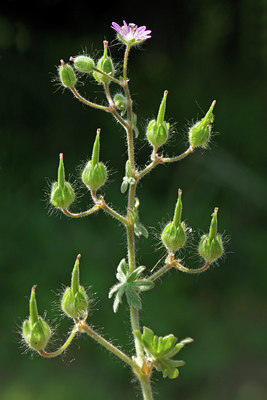 BUITEN BEELD Foto: 46252