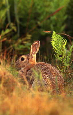 BUITEN BEELD Foto: 46259