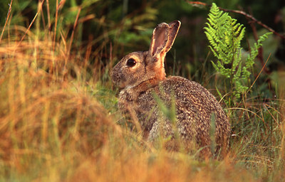 BUITEN BEELD Foto: 46260