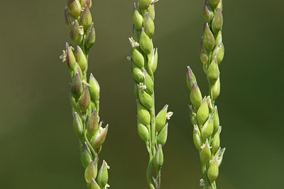 BUITEN BEELD Foto: 46272