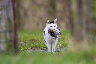 BUITEN BEELD Foto: 46276