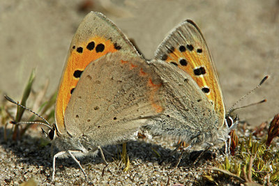 BUITEN BEELD Foto: 46278