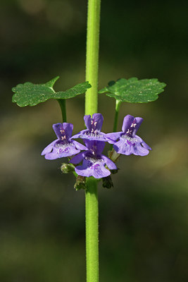 BUITEN BEELD Foto: 46285