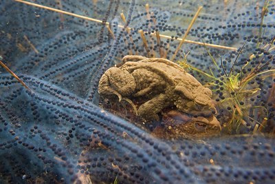BUITEN BEELD Foto: 46292