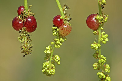 BUITEN BEELD Foto: 46295
