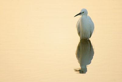 BUITEN BEELD Foto: 46337