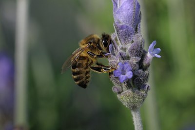 BUITEN BEELD Foto: 46347