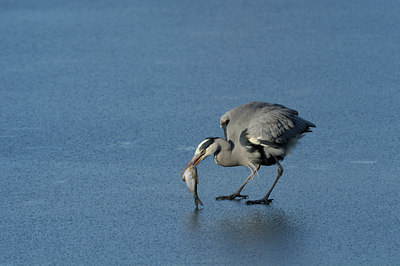 BUITEN BEELD Foto: 46393