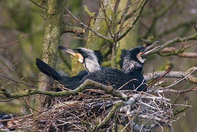 BUITEN BEELD Foto: 46444