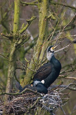 BUITEN BEELD Foto: 46455