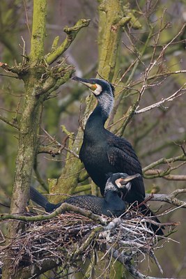BUITEN BEELD Foto: 46458