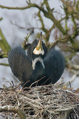 BUITEN BEELD Foto: 46460