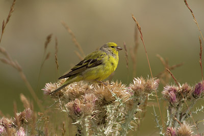 BUITEN BEELD Foto: 46464