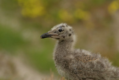 BUITEN BEELD Foto: 46467